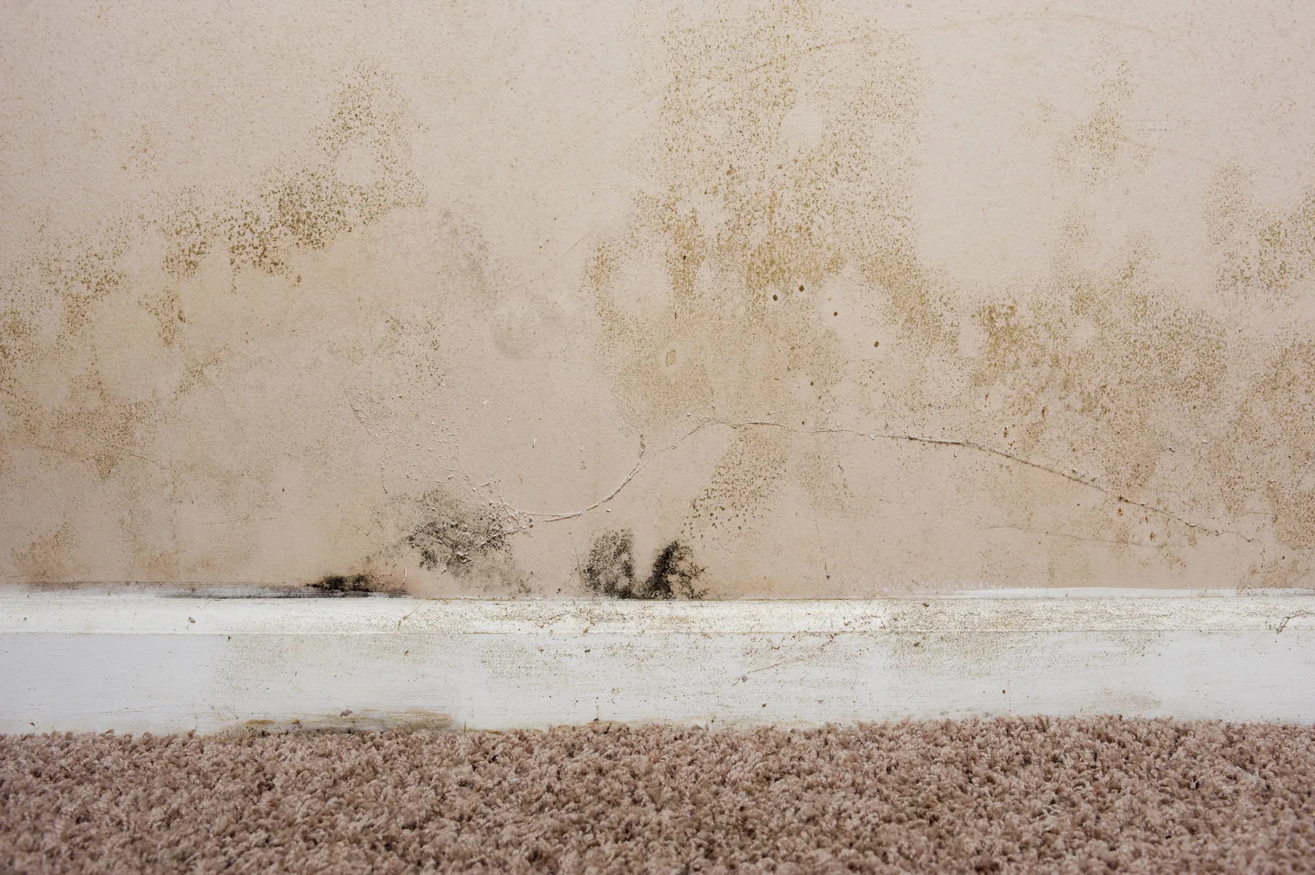 Damp staining and mould spreading along the bottom of an interior wall